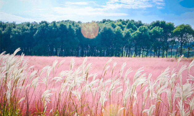 Indahnya Padang Rumput Pink di Negara Ini!