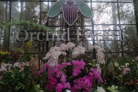 Mengintip Ratusan Jenis Anggrek Indah di Orchid Forest Cikole