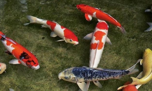 Hal Terunik di Jepang, Silahkan Coba!